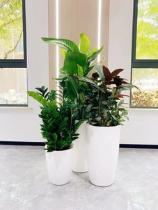 宁波前湾花卉租赁价格实惠